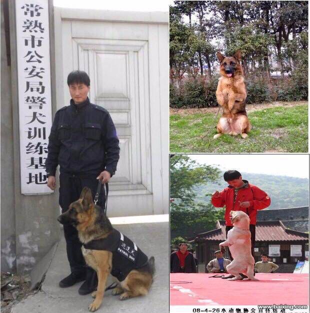 早年服务于常熟市公安局警犬训练基地