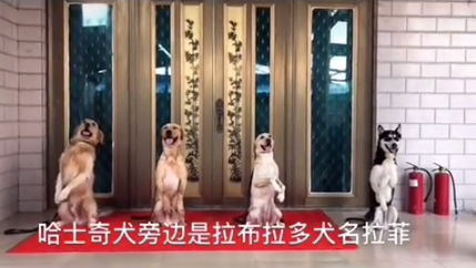 孙亮训犬学校-训练犬匍匐前进和后退进礼