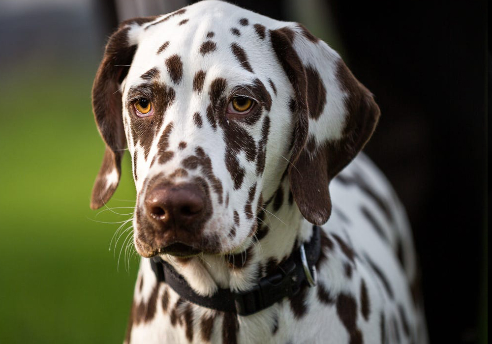 孙亮老师训犬回顾视频